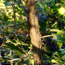 Hemiptelea davidii