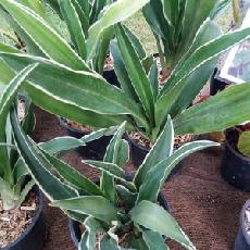 Rohdea japonica  'Variegata'