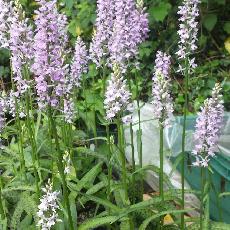 Dactylorhiza fuchsii