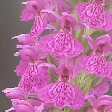 Dactylorhiza foliosa