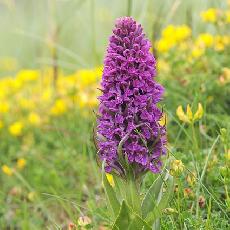 Dactylorhiza purpurella