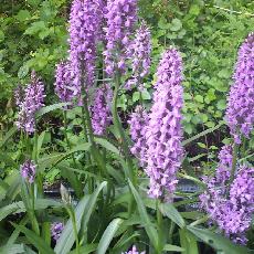 Dactylorhiza praetermissa