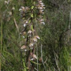 Epipactis palustris