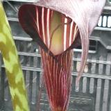 Arisaema speciosum var. mirabile