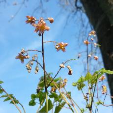 Epimedium x cantabrigiense