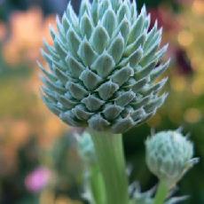 Eryngium yuccifolium