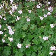 Geranium x cantabrigiense  'Biokovo'