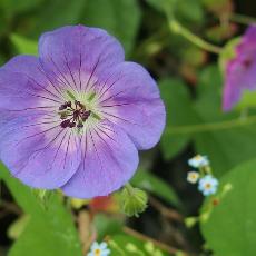 Geranium  'Rozanne'©'