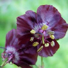 Geranium phaeum  'Samobor'