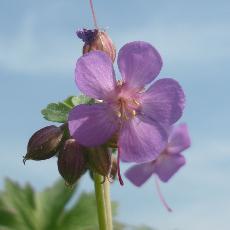 Geranium macrorrhizum  'Velebit'