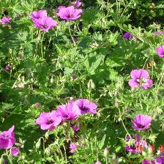 Geranium  'Patricia'