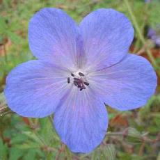 Geranium  'Johnson's Blue'