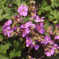 Geranium x cantabrigiense  'Cambridge'