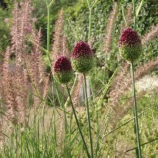 Allium sphaerocephalon