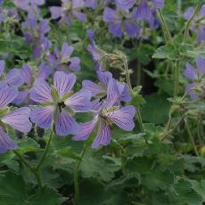 Geranium  'Phillippe Vapelle'