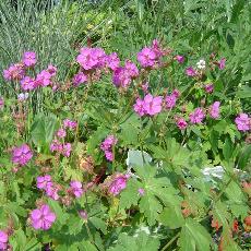 Geranium x cantabrigiense  'Karmina'