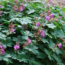 Geranium macrorrhizum  'Ingwersen's Variety'