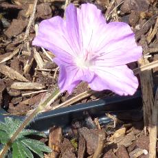 Geranium sanguineum  'Nanum'