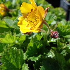 Geum  'Beech House Apricot'