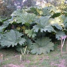 Gunnera manicata