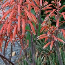 Aloe aristata