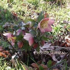 Helleborus orientalis