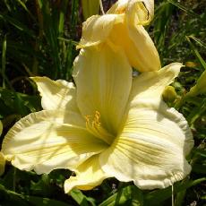 Hemerocallis  'Harry Barras'