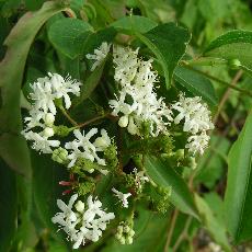 Heptacodium miconioides