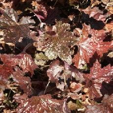 Heuchera micrantha var. diversifolia  'Palace Purple'