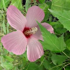 Hibiscus moscheutos