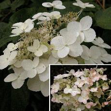 Hydrangea paniculata  'Unique'