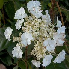 Hydrangea seemannii