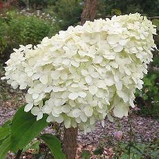 Hydrangea paniculata  'Limelight'