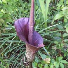 Amorphophallus konjac