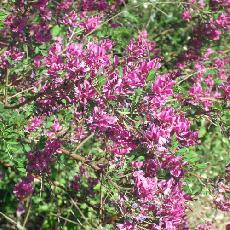 Indigofera heterantha