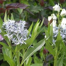 Amsonia tabernaemontana