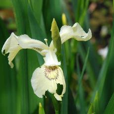 Iris pseudacorus  'Alba'