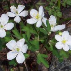 Anemone nemorosa