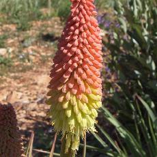 Kniphofia uvaria