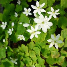Anemonella thalictroides