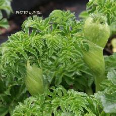 Angelica pachycarpa