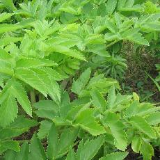 Angelica archangelica