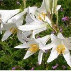 Lilium candidum