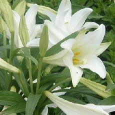 Lilium longiflorum