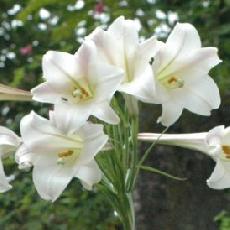 Lilium wallichianum