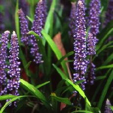 Liriope muscari