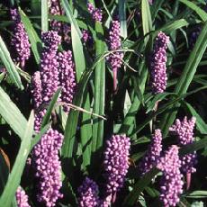 Liriope spicata