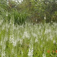 Lysimachia ephemerum