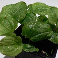 Maianthemum bifolium