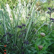 Miscanthus sinensis var. condensatus  'Cabaret'